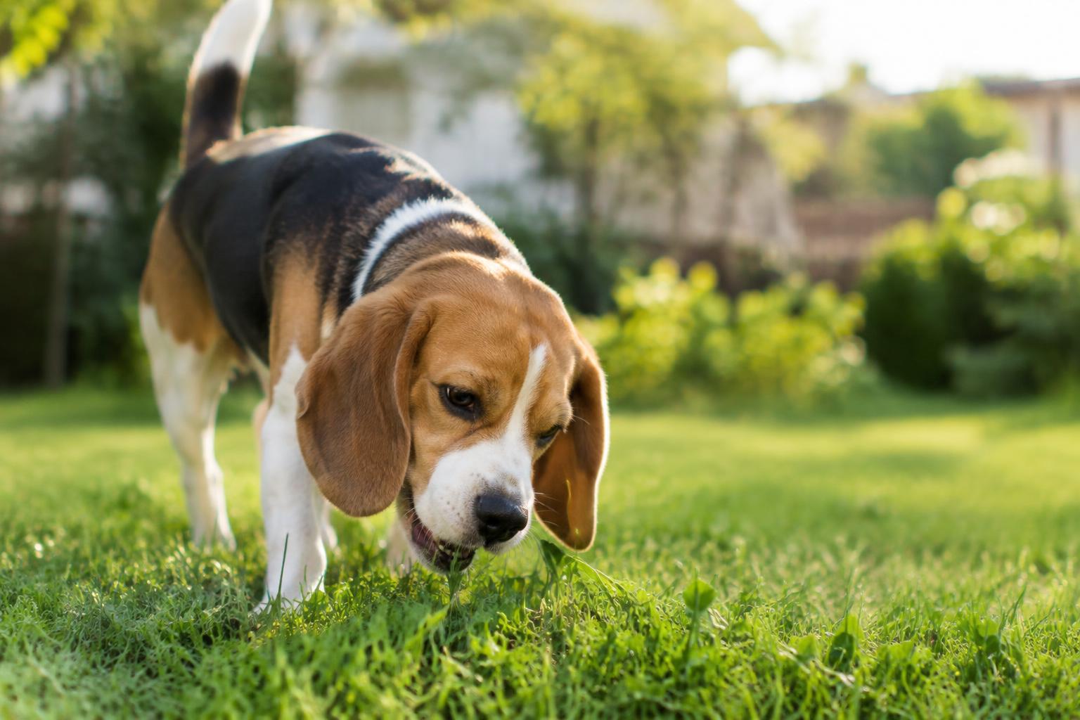 Why do dogs eat grass? When it's normal and when to call the vet